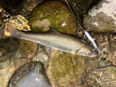 ウグイの釣果