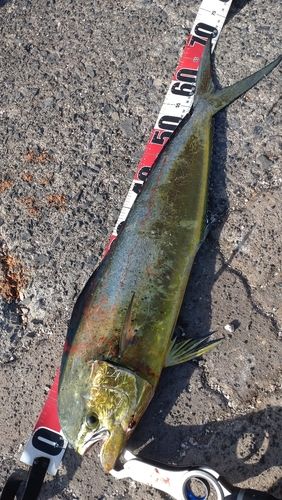 シイラの釣果
