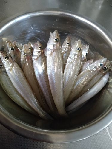 シロギスの釣果