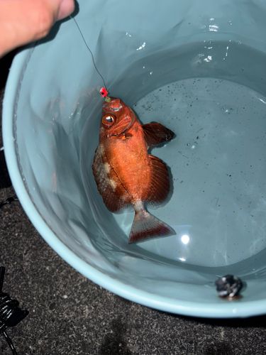 ゴマヒレキントキの釣果