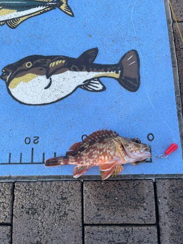 カサゴの釣果