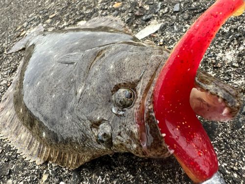 ヒラメの釣果