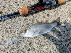 セイゴ（マルスズキ）の釣果