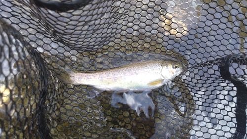 ニジマスの釣果