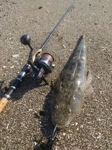 マゴチの釣果