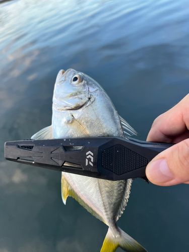 メッキの釣果