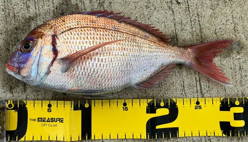 マダイの釣果