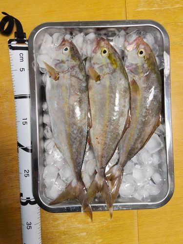 ネリゴの釣果
