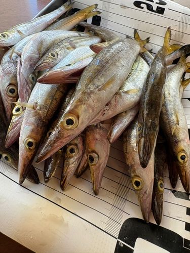 カマスの釣果