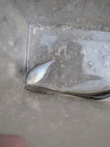 アブラハヤの釣果