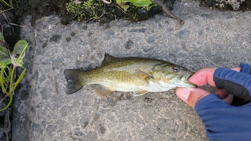 スモールマウスバスの釣果
