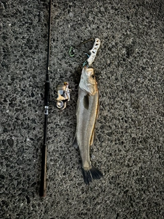 スズキの釣果
