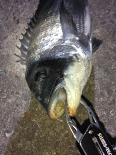 チヌの釣果