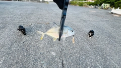 メッキの釣果
