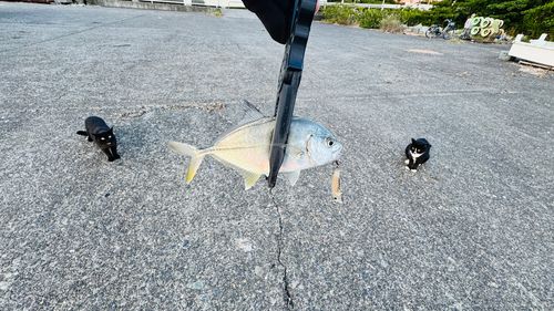 メッキの釣果