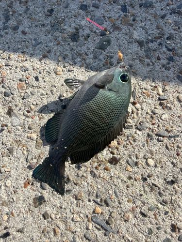 メジナの釣果