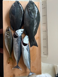 メジナの釣果