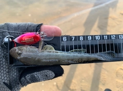 ハゼの釣果