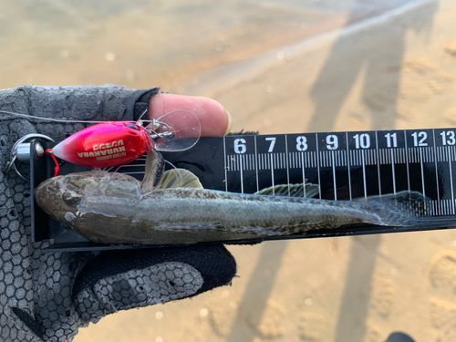 ハゼの釣果