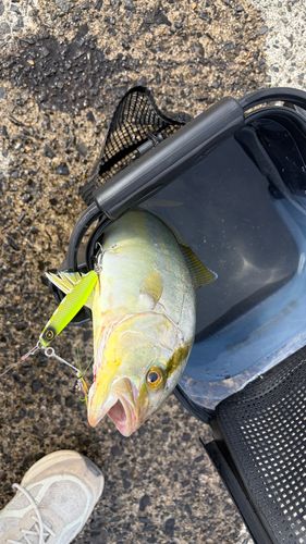 シオの釣果