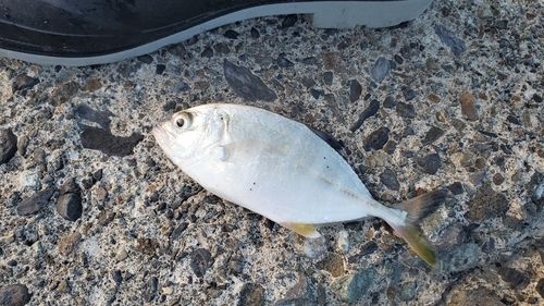 メッキの釣果