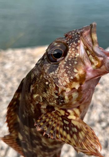 オオモンハタの釣果