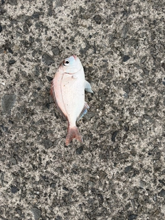 チダイの釣果