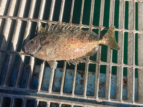アイゴの釣果