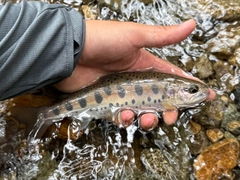 ヤマメの釣果