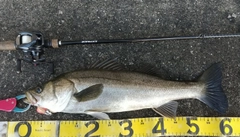 シーバスの釣果