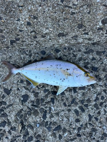 ネリゴの釣果