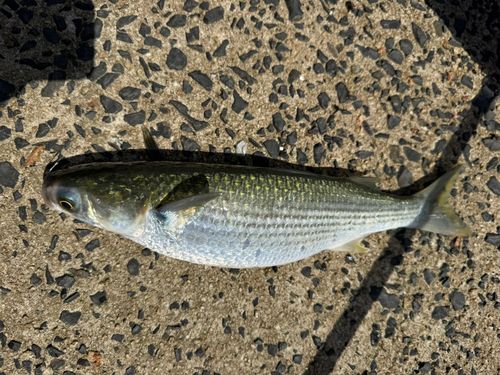 ボラの釣果