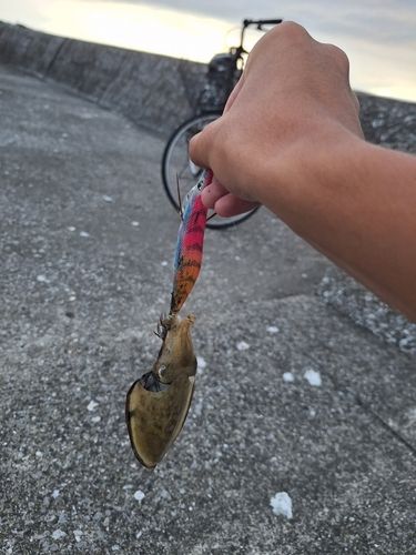 モンゴウイカの釣果