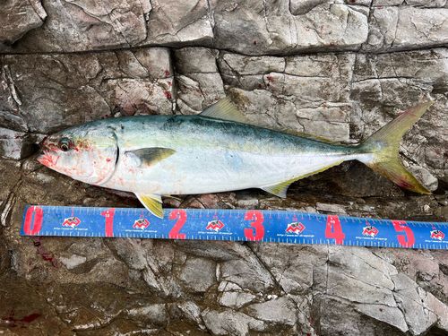 イナダの釣果