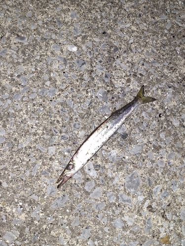 カマスの釣果