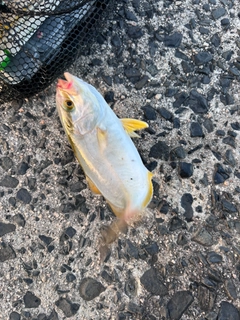 ショゴの釣果