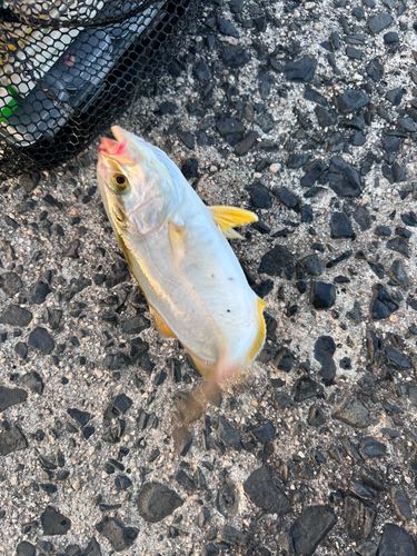 ショゴの釣果