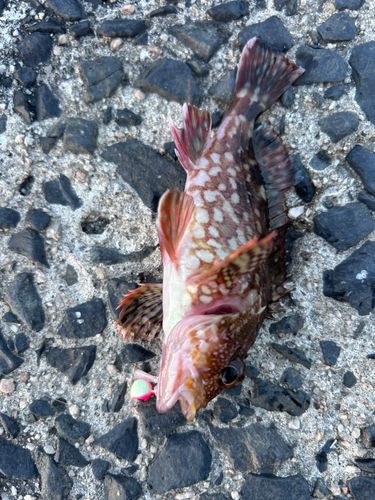 カサゴの釣果
