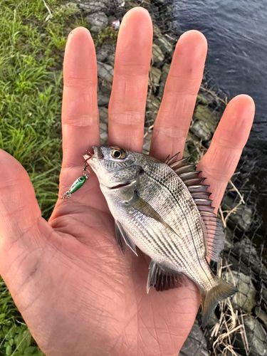 メッキの釣果