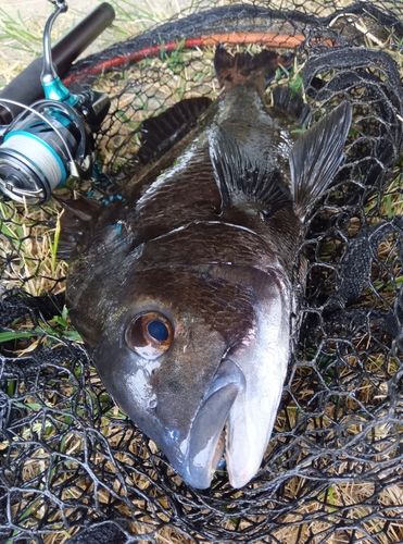 チヌの釣果