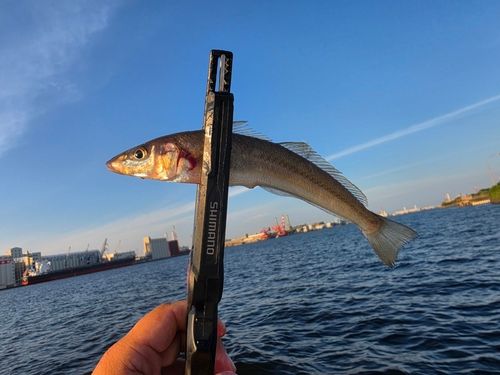 シロギスの釣果