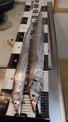 タチウオの釣果