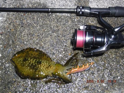 アオリイカの釣果