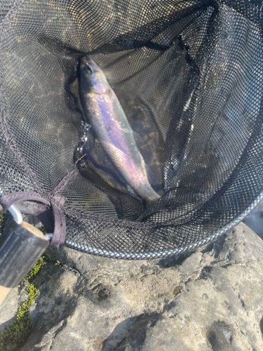ニジマスの釣果