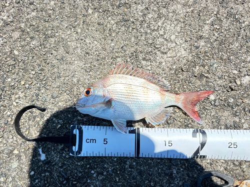 マダイの釣果