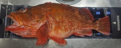 ウッカリカサゴの釣果