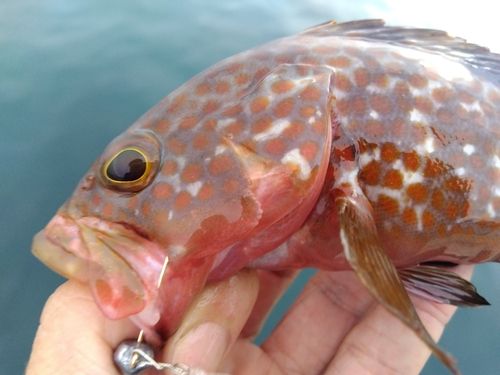 キジハタの釣果