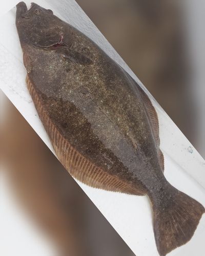 ヒラメの釣果