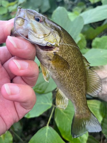 スモールマウスバスの釣果