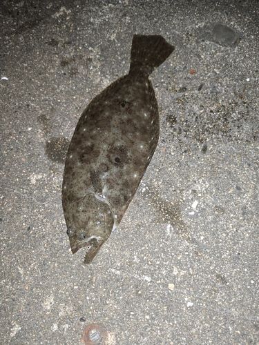 ヒラメの釣果